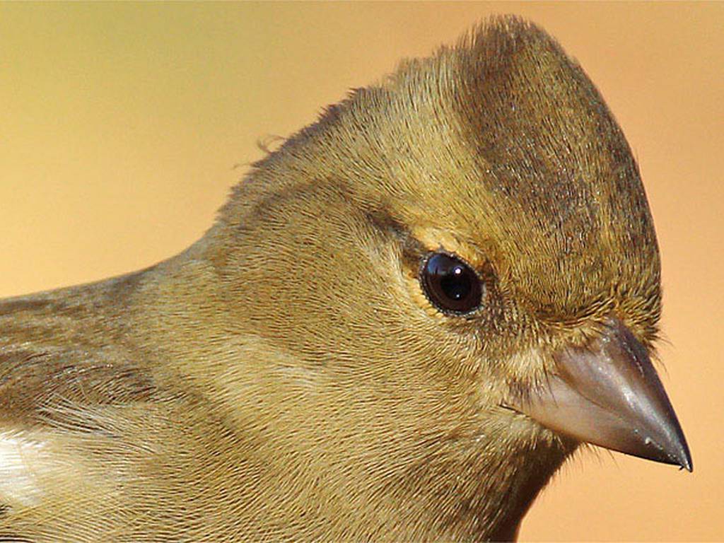 Cuidar y observar aves: un arte que puedes empezar ahora