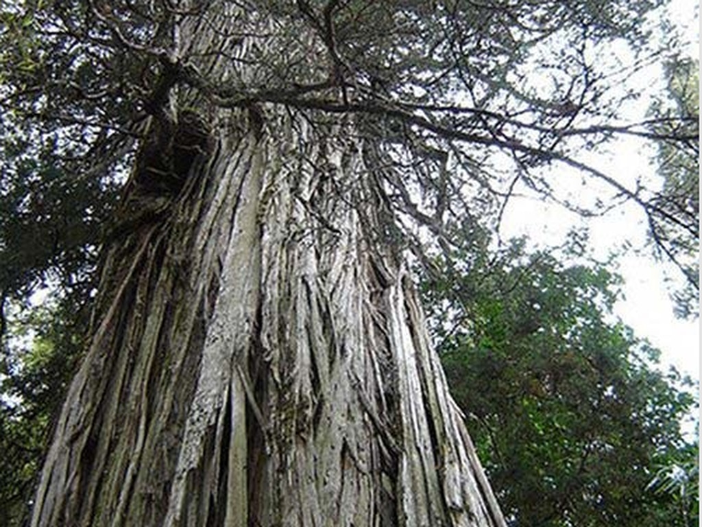 Top: estos son los nueve árboles más viejos de la Tierra
