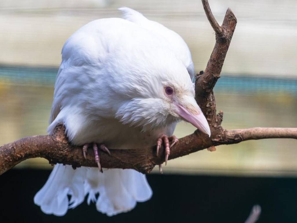 10 increíbles animales albinos y a qué se debe esta condición
