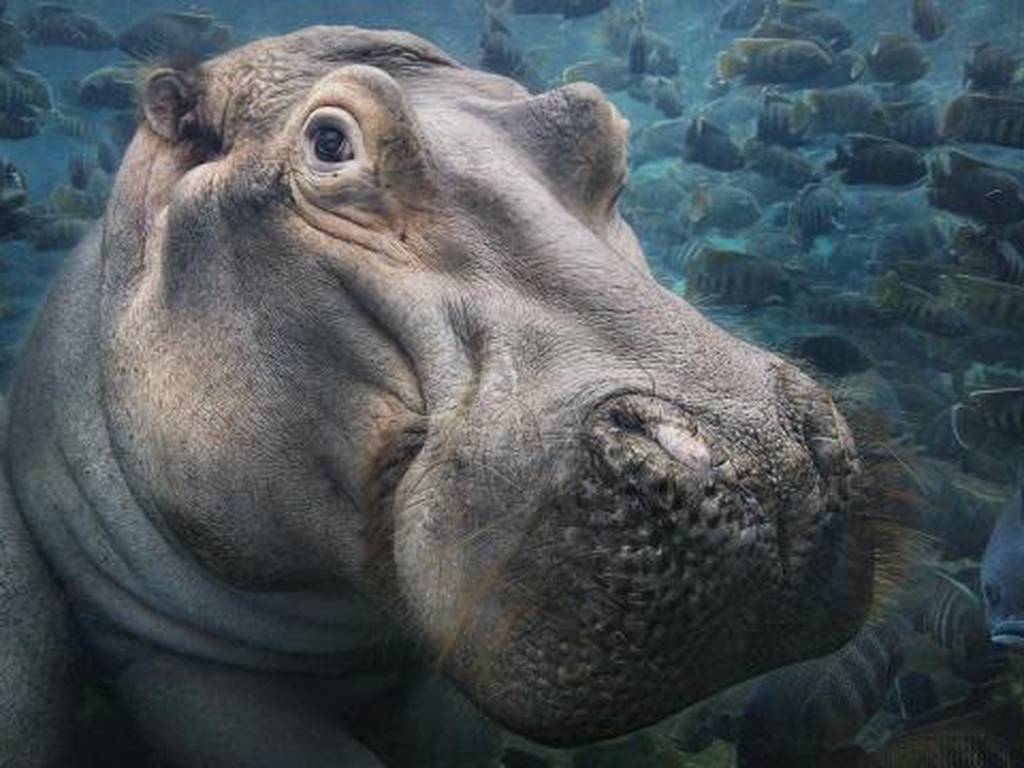 Preciosos retratos de animales en peligro de extinción que urge salvar
