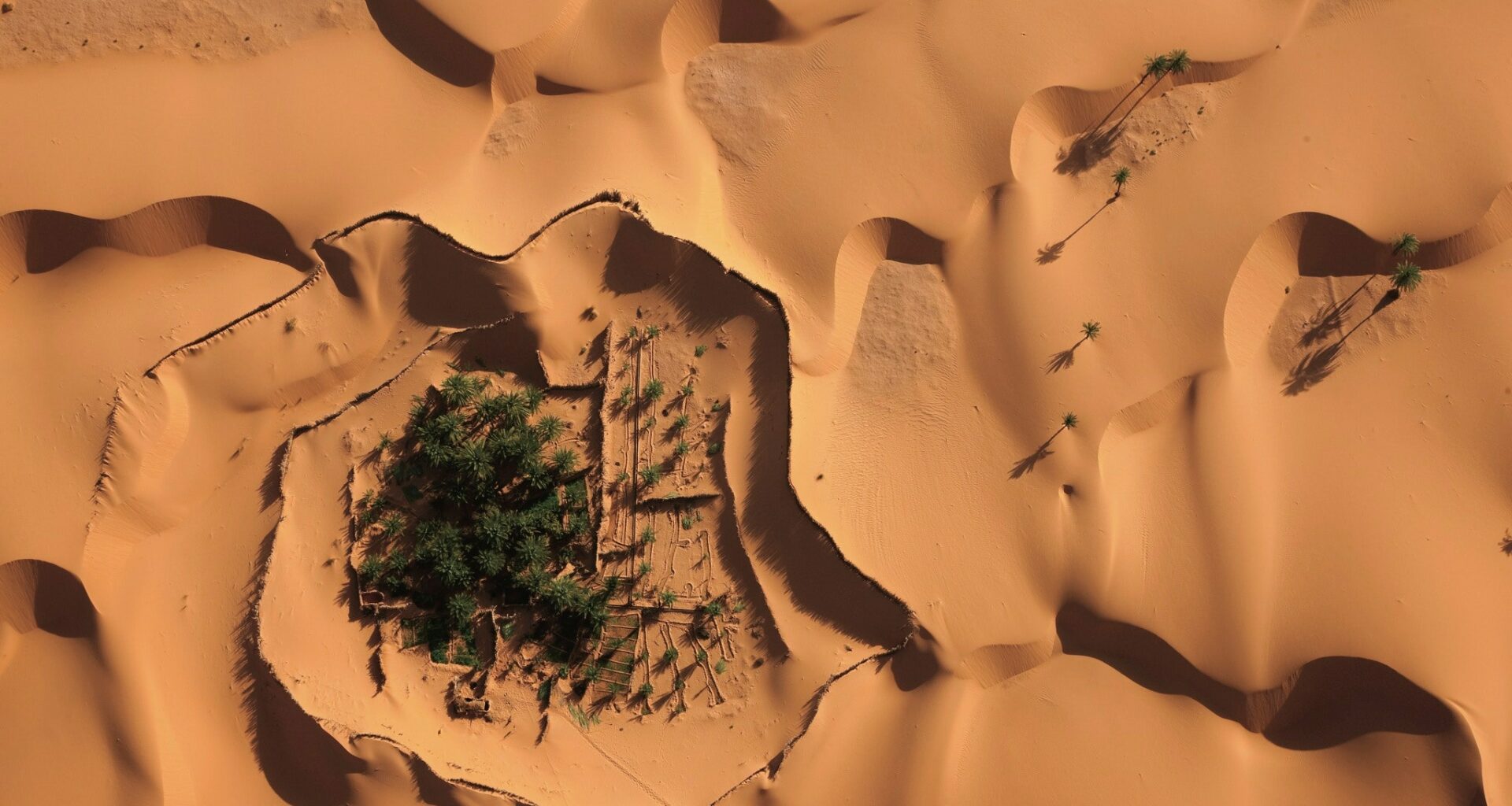 Millones De árboles Son Descubiertos Entre La Arena Del Desierto Del Sahara
