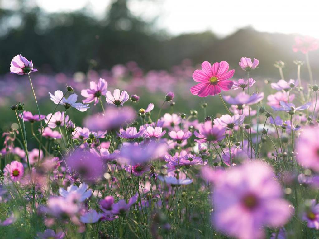 ¿Pueden las flores ayudar a combatir el calentamiento global?