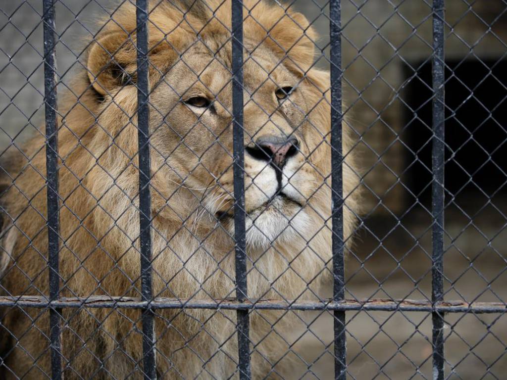 Sudáfrica prohíbe las granjas de cría de leones en cautiverio