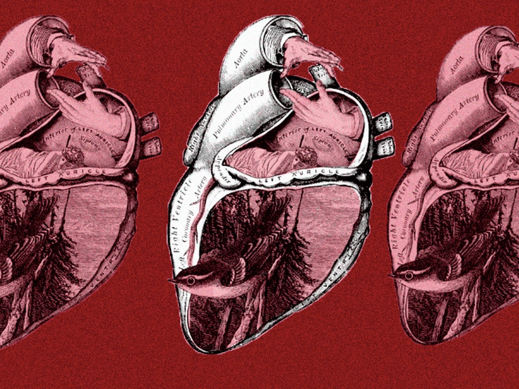 El corazón podría tener mente propia (analiza investigación)