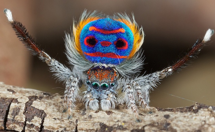 Increíbles fotos y video de la araña-pavorreal