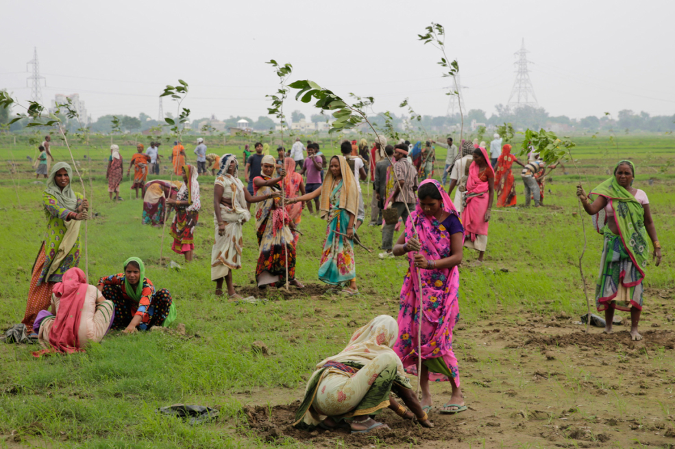 ¡Increíble! India plantó 50 millones de árboles en tan sólo 24 horas