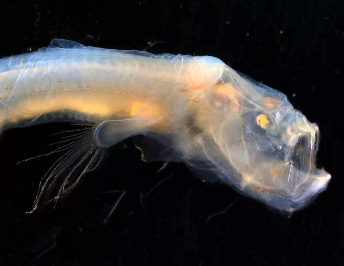 Descubren una extraña anguila ciega con mandíbulas plegables