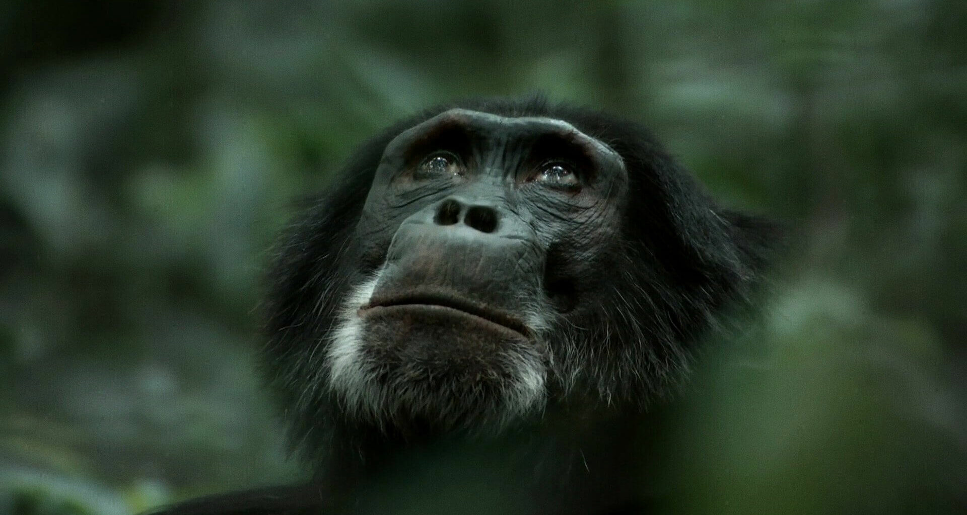 La Violenta Guerra Entre Chimpancés Del Reino Ngogo
