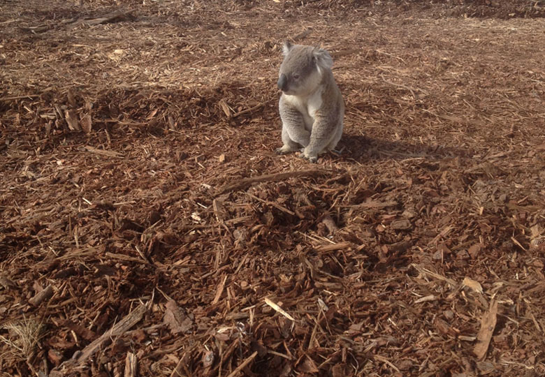 Koala Rescatado De La Deforestación En Australia, Desoladora Imagen De La Voracidad Humana Sobre El Ambiente