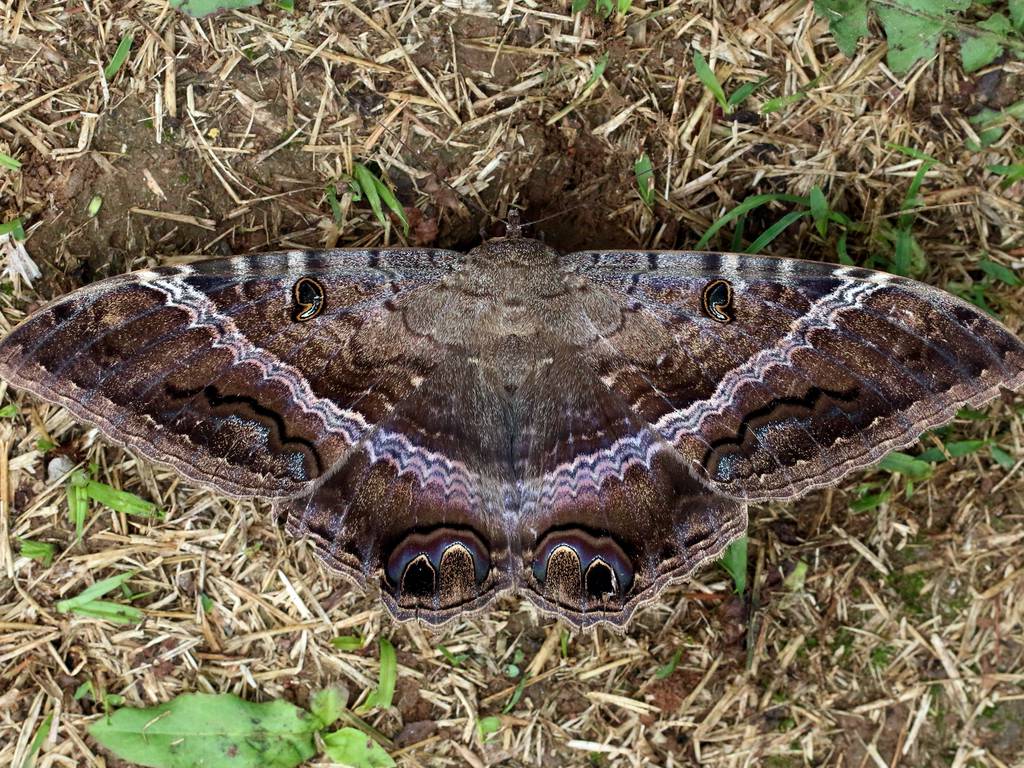 La mariposa ‘maldita’ y su inusual belleza