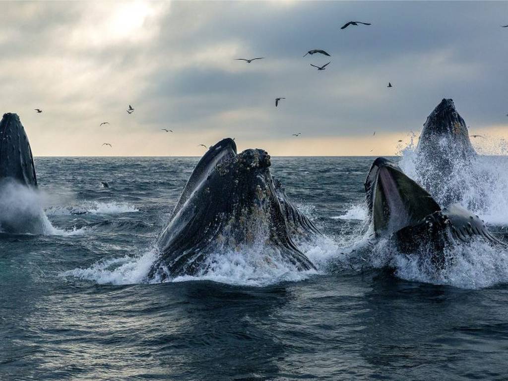 Las ballenas jorobadas intercambian su melodioso canto entre poblaciones
