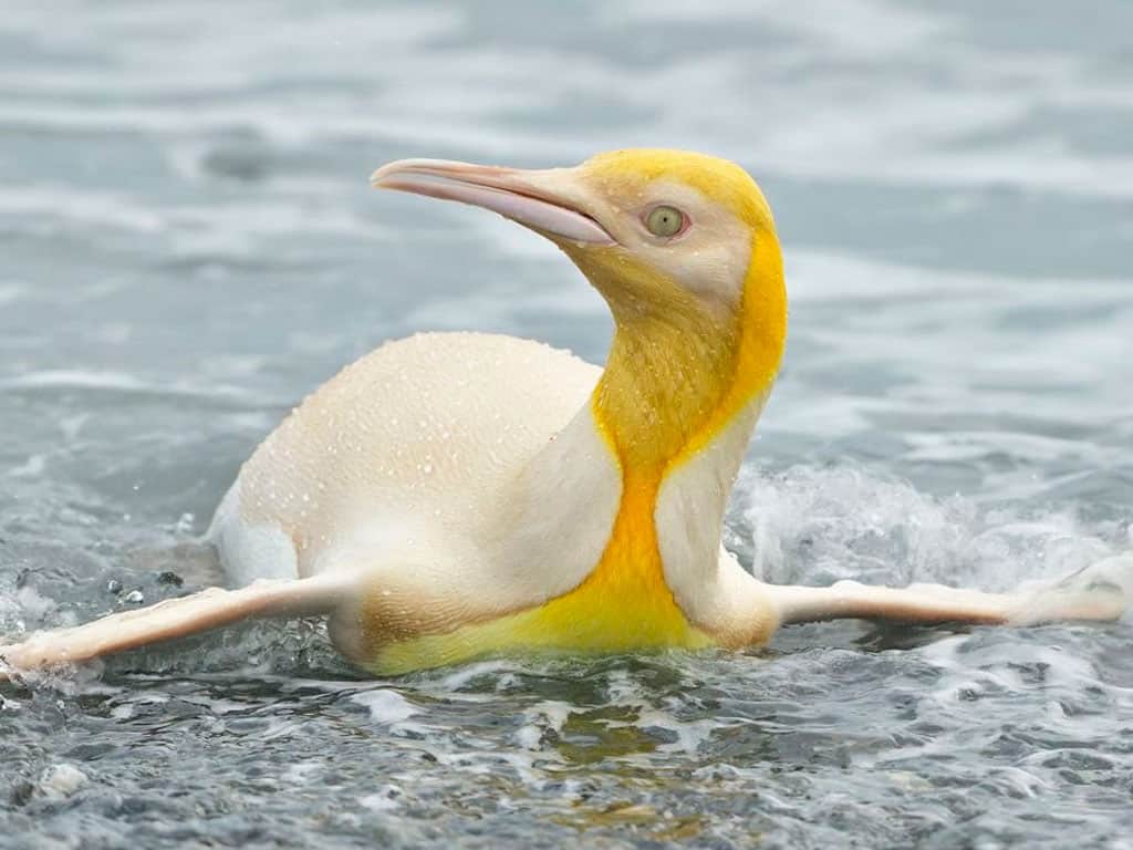 Captan A Un Majestuoso Pingüino Amarillo En Medio De 120 Mil Pingüinos Rey