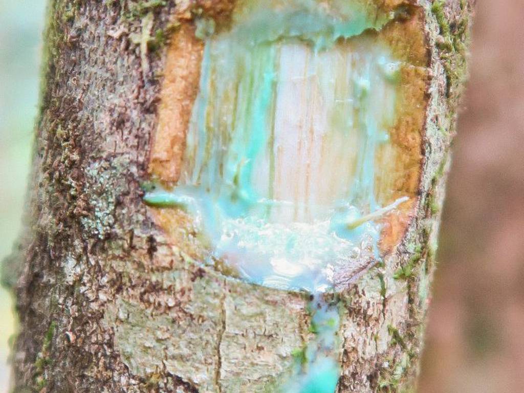 El árbol de sangre azul que purifica la tierra de metales (resiliencia natural)
