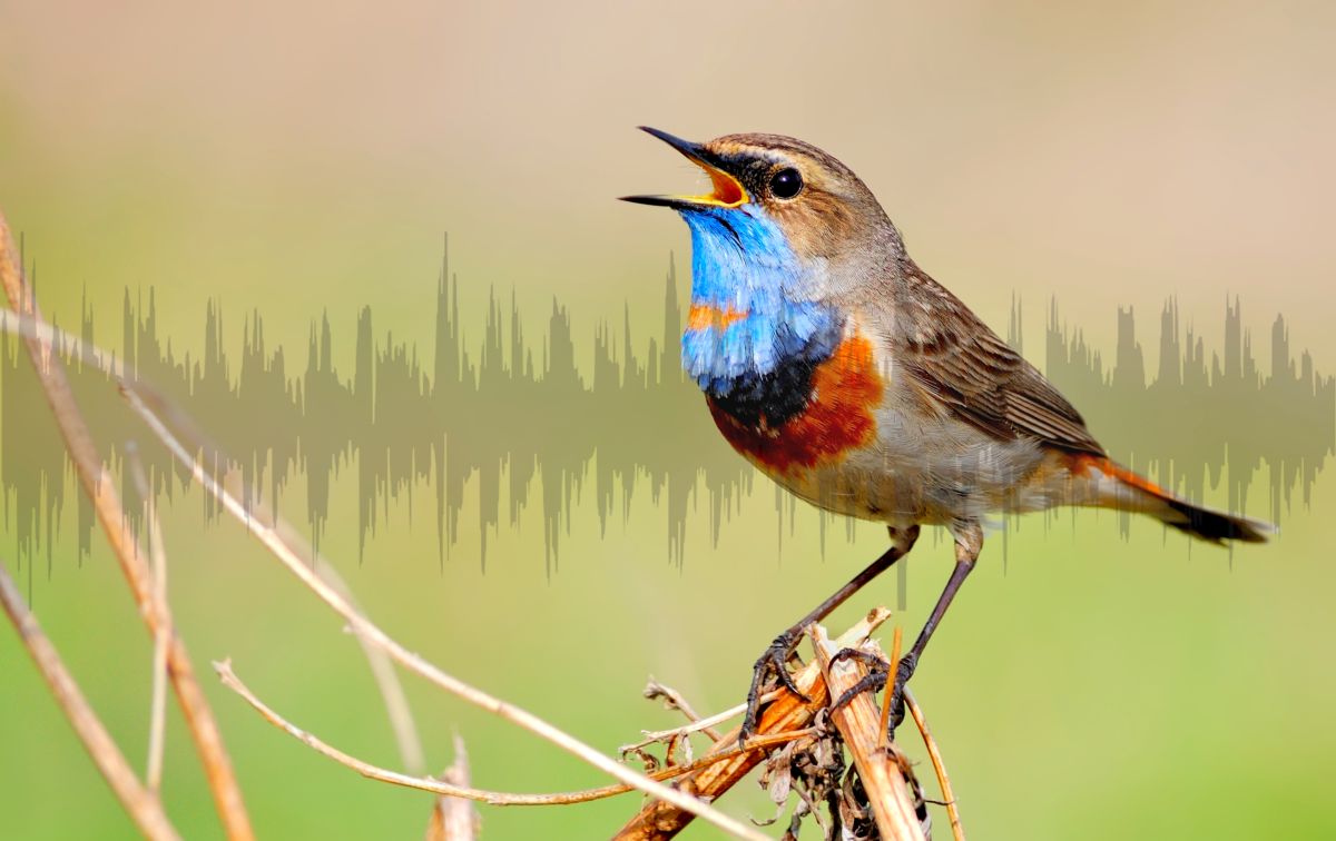 La Aplicación Que Identifica Aves Por Su Canto (para Reconectar Con La Naturaleza)