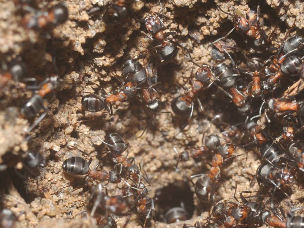 Otra forma de civilización es posible: lecciones de democracia, cortesía de las hormigas