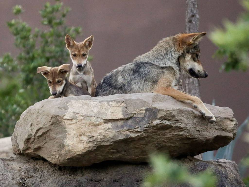 Nacen cinco cachorros de lobo mexicano en el Zoológico de Chapultepec