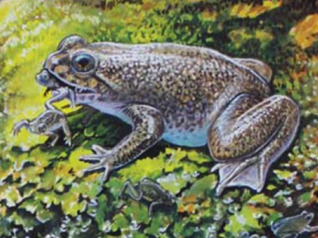 Proyecto Lázaro regresa a la vida una extraña especie de rana extinta en los años 80