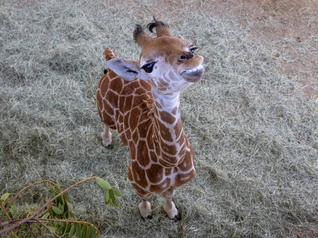 Bebé jirafa que luchó por su vida ya puede caminar gracias a los aparatos ortopédicos