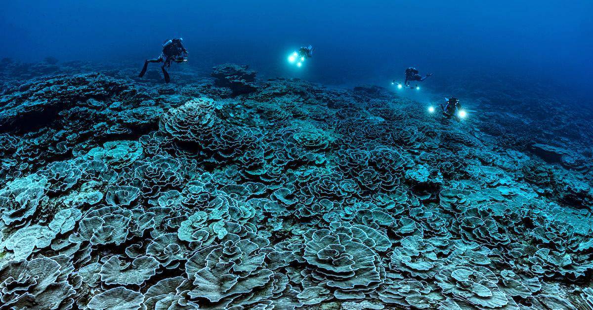 Descubren un hermoso arrecife de coral en forma de rosa en Tahití