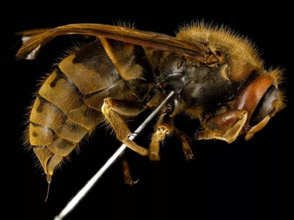 Estos son los 13 tipos de abejas que hemos visto en el planeta