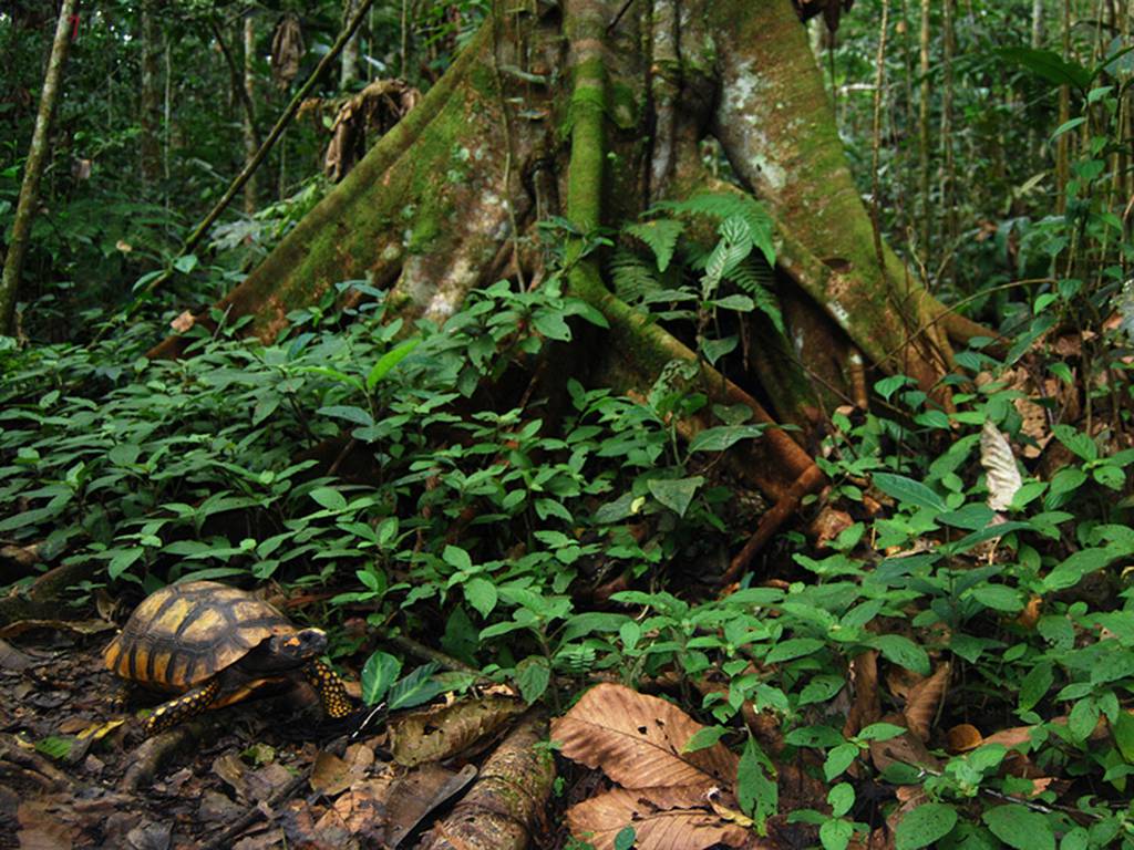 Tribu ecuatoriana dispuesta a morir peleando para preservar la selva del Amazonas