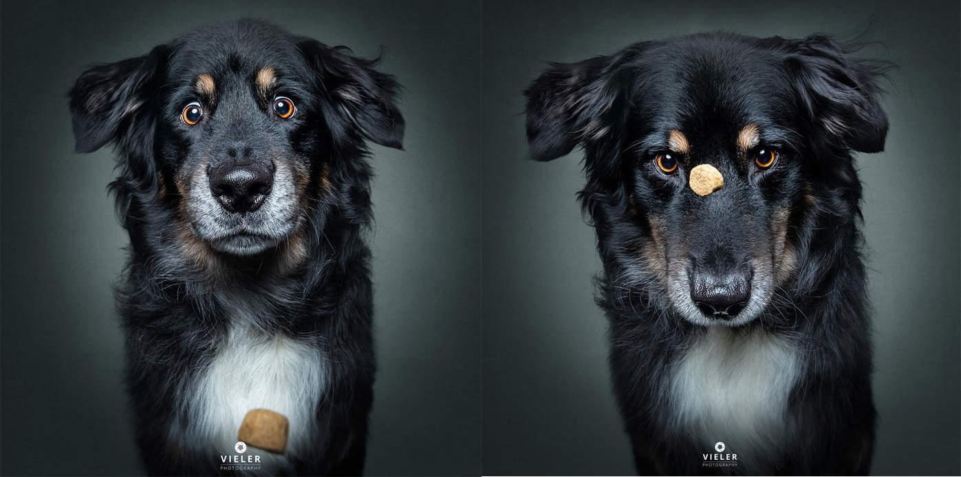 Irreverentes fotos de perros tratando de atrapar sus premios 📷 🐶 😂