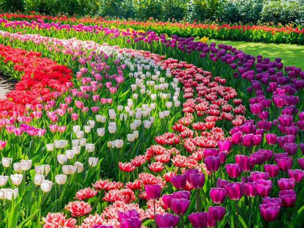 El jardín de tulipanes más grande de Holanda alberga 7 millones de flores vibrantes