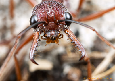 Guerra por la supervivencia: impactantes fotos de batallas de hormigas
