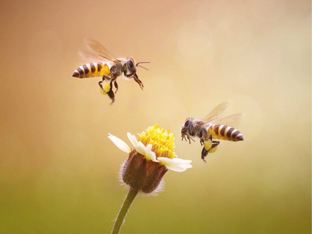 Logran descifrar el lenguaje universal de las abejas