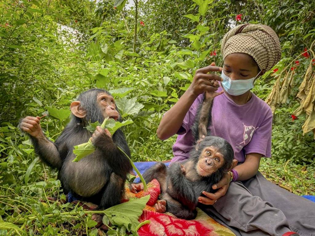 Lwiro, el paraíso en el Congo donde los chimpancés se recuperan