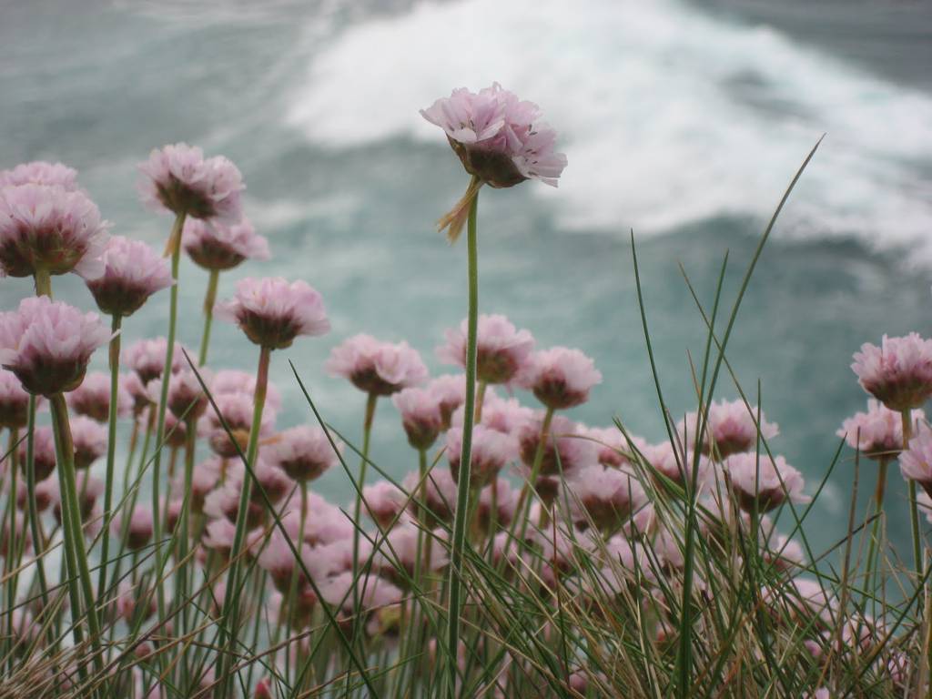 Las halófitas o plantas de sal podrían ser la solución para el cambio ...