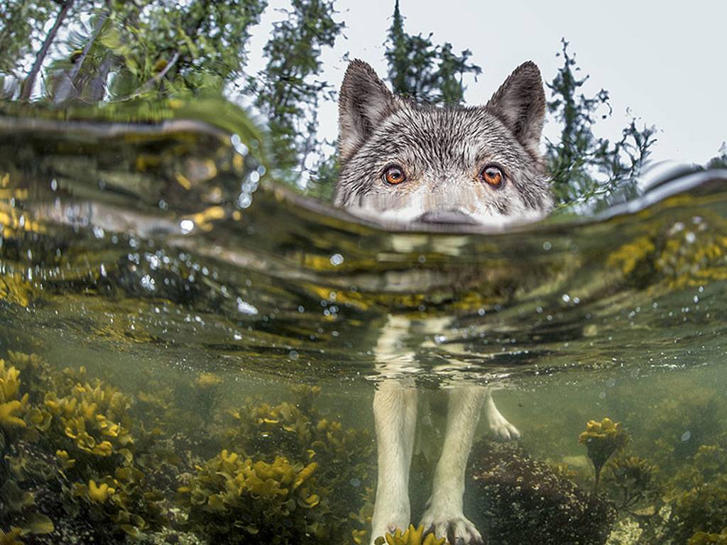20 mejores fotos de la naturaleza de National Geographic