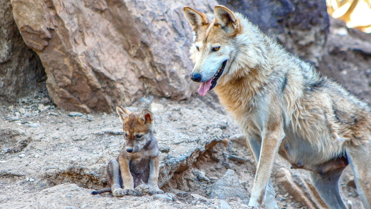 Nacen Cinco Cachorros De Lobo Mexicano En El Zoológico De Chapultepec