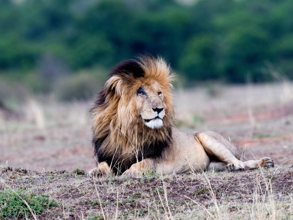 Muere Scarface, el león más emblemático de África
