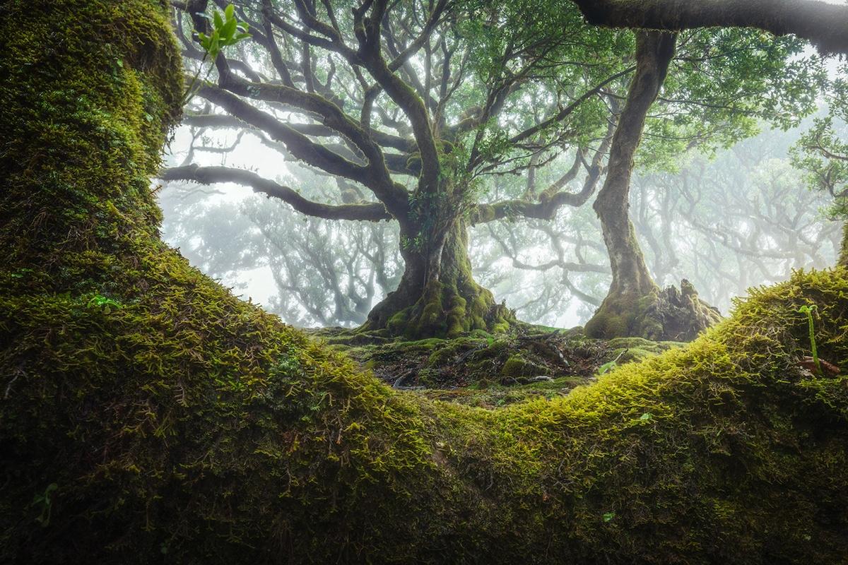 El Bosque De Fanal: Un Lugar De Ensueño Hecho Realidad