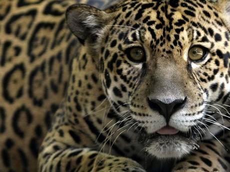 Animales En Peligro De Extinción Podrían Ser Clonados: Proyecto De Científicos Brasileños