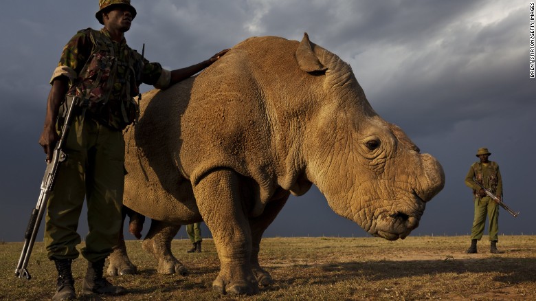 El último rinoceronte blanco del norte busca pareja en Tinder para salvar a su especie