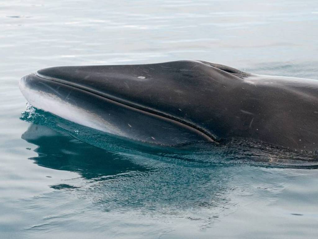 Islandia prevé dejar la cacería de ballenas en 2024
