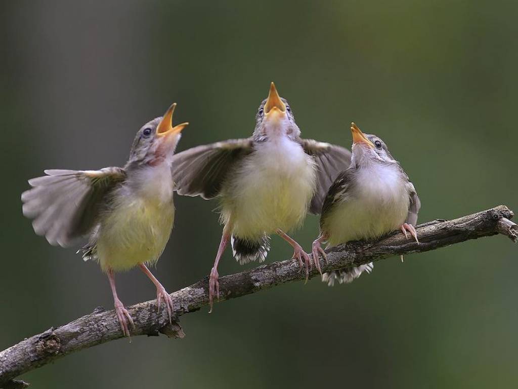 La aplicación que identifica aves por su canto (para reconectar con la naturaleza)