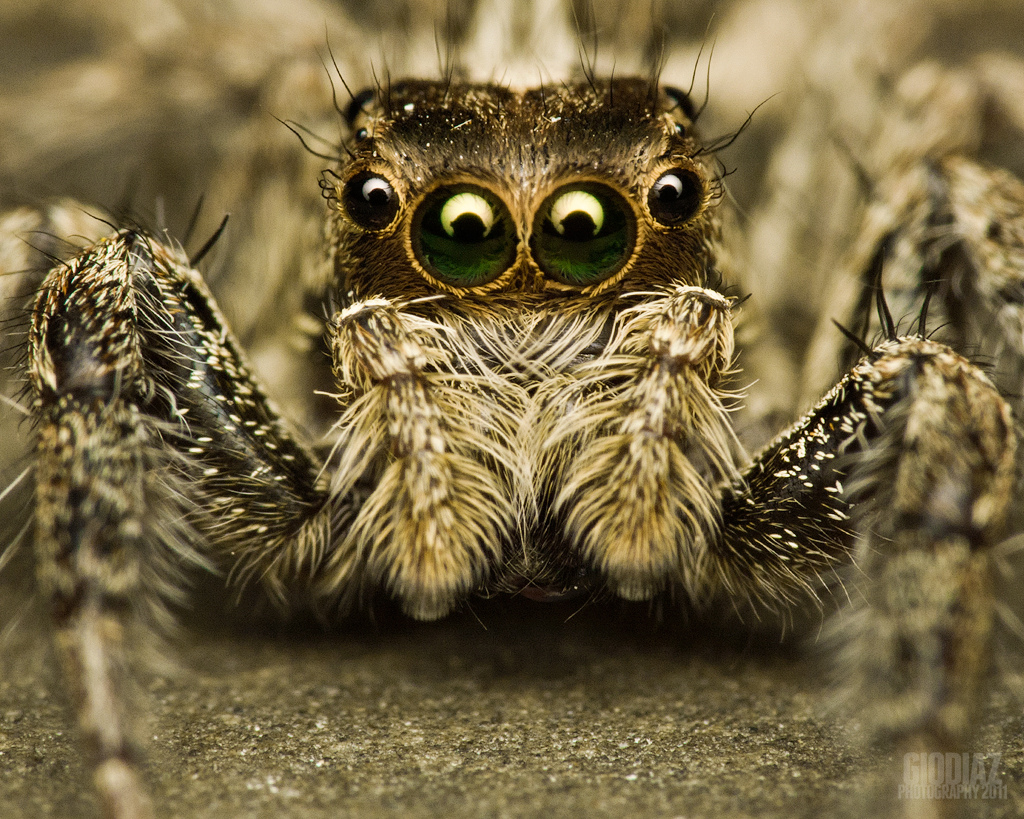 ¿Sufres de aracnofobia? Estos consejos te ayudarán a alejar a las arañas de tu hogar
