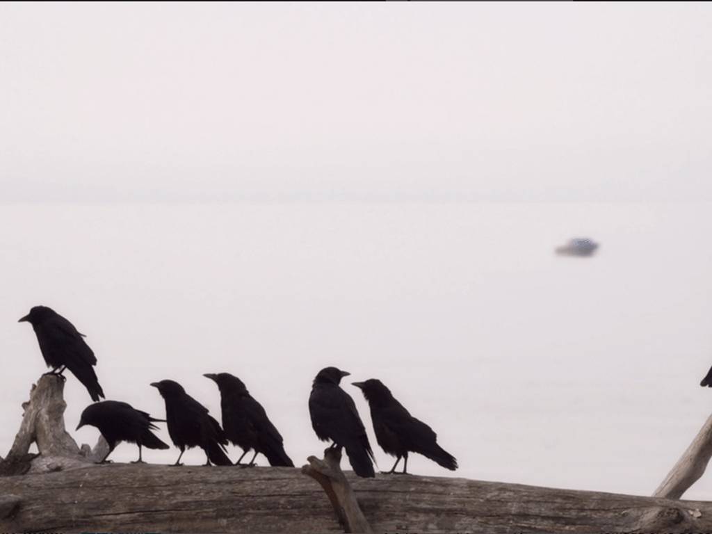 Los cuervos entienden la muerte (y se defienden de ella en grupo)