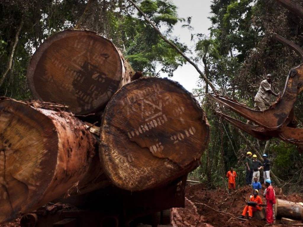 La segunda selva más grande del mundo podría permitir la tala (y estaría en peligro)