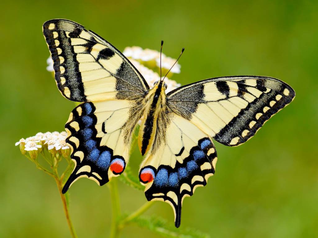 Las mariposas más hermosas del mundo