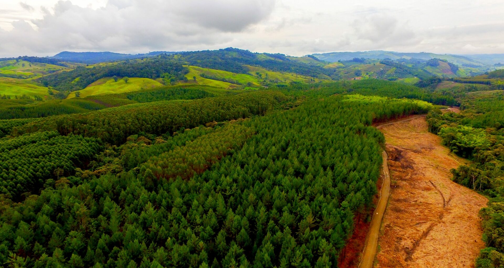 Europa plantará 3 mil millones de árboles para combatir el cambio climático
