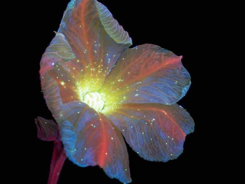 Fluorescencia floral: fotografía ultravioleta revela el inesperado brillo nocturno de las flores