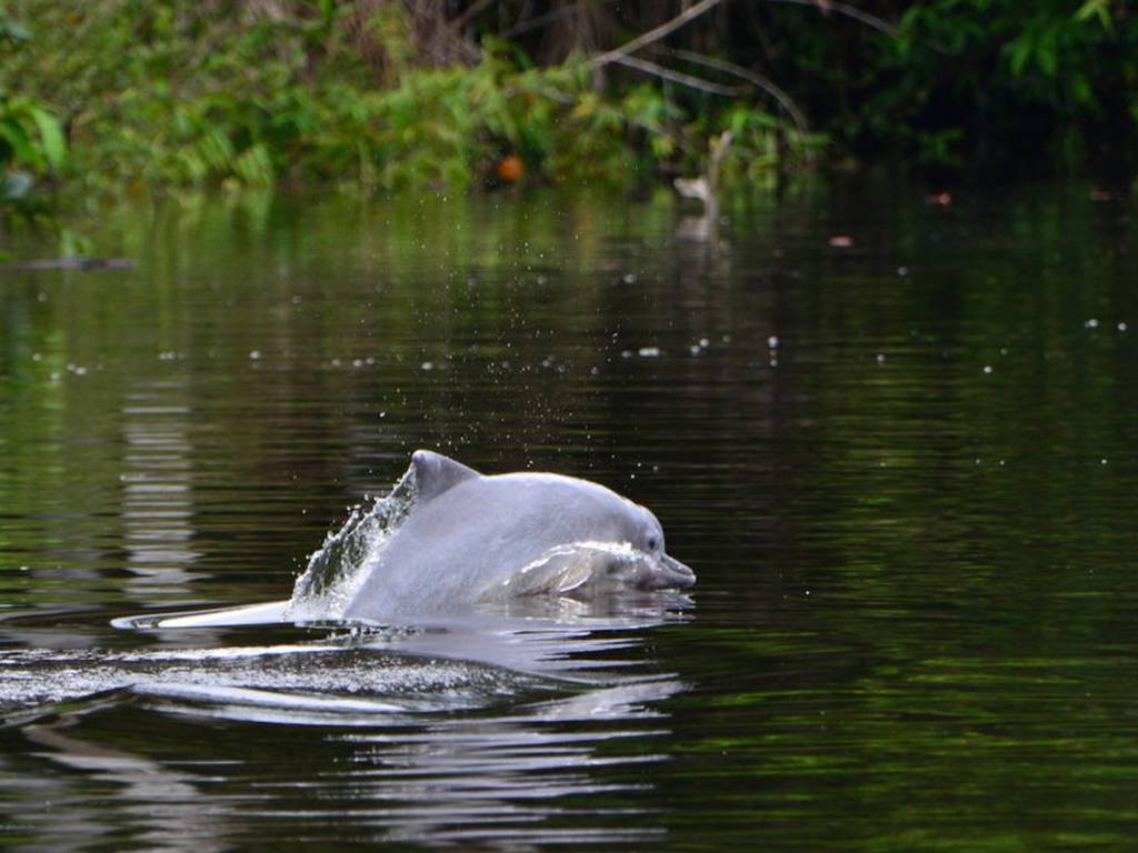 Delfín gris de río se integra a la lista de especies en peligro de extinción