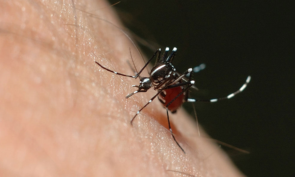 Cómo prevenir los virus del Zika