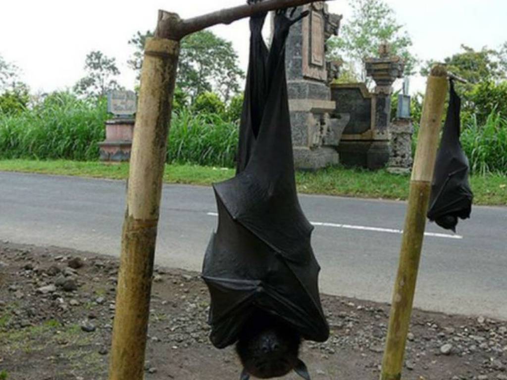 Desmitificando la extraña imagen del murciélago “humano”