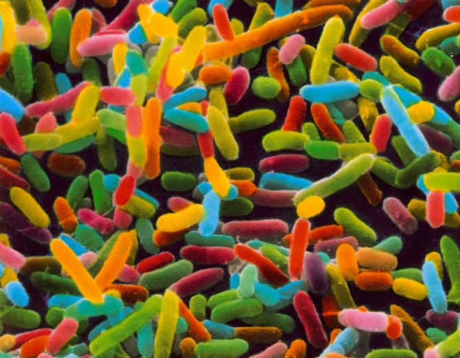 El fascinante microbioma humano (qué es y por qué es importante que lo sepas)
