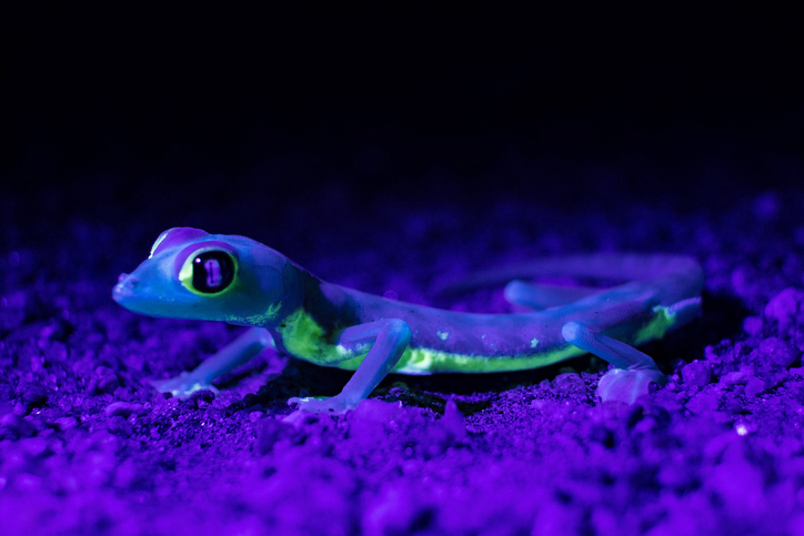El Mágico Gecko Que Activa Su Luz Neón Con El Brillo De La Luna